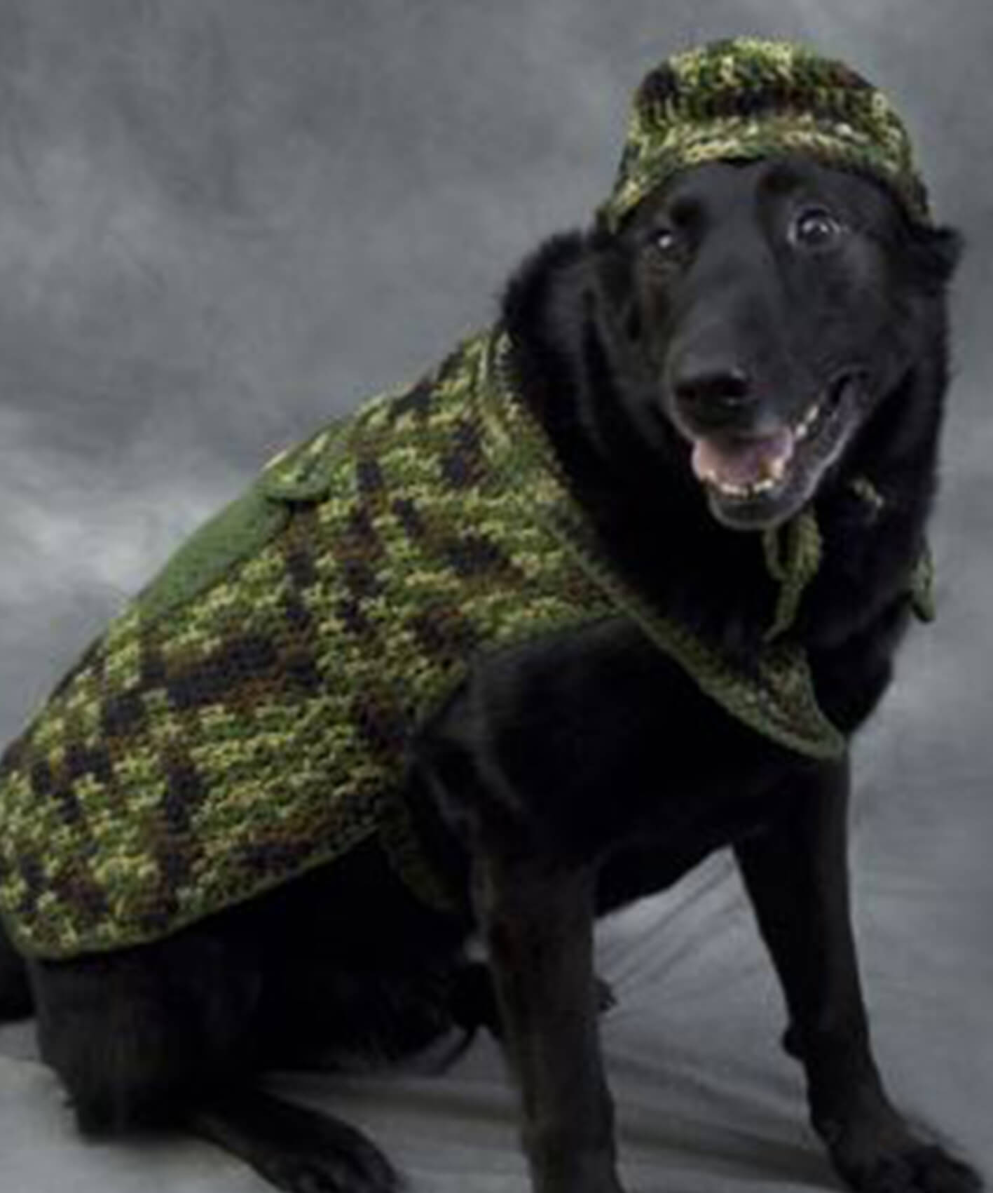 33 Crochet Dog Sweater Patterns Crochet News