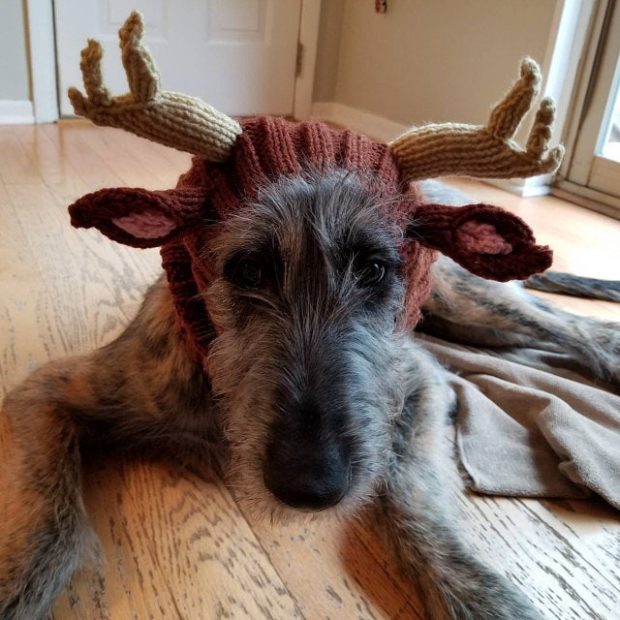 christmas crochet dog costume dress up