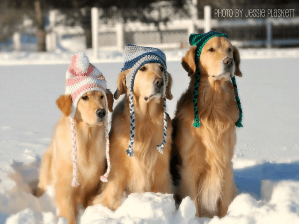 Football Dog Helmet Hat pattern by Sara Sach