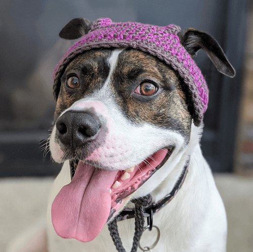 Crochet Dog Hat Pattern by 2 Kute
