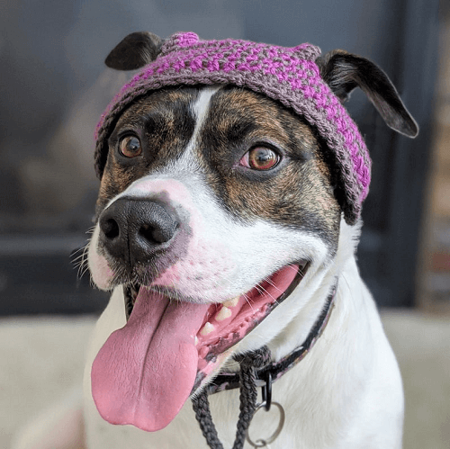 Dog Hat Crochet Funny Hat for Cats Dog Hat for Small Dogs 