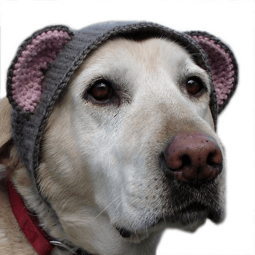 Crochet Hat Costume Pattern For Large Dogs by X Moon Bloom