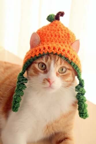 pumpkin cat hat