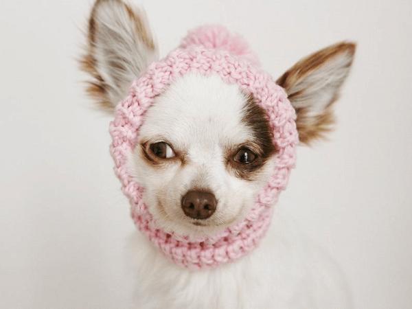 Toy Chihuahua Crochet Hat Pattern by Because Of Crochet
