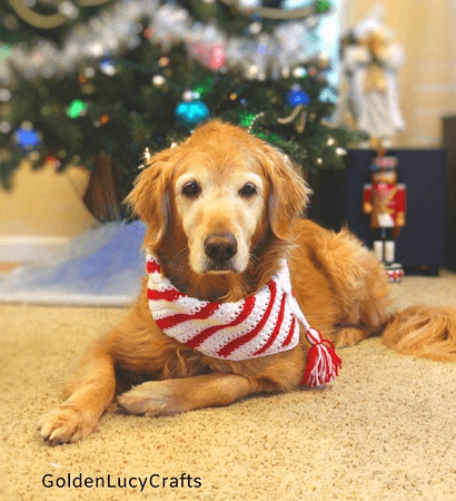 Dog Scarf Crochet Candy Cane Pattern by Golden Lucy Crafts