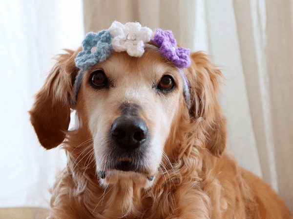 Stacking Flower Headband Crochet Pattern by Pawsome Crochet