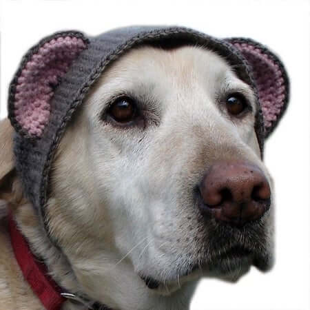 Crochet Bear Pet Hat Pattern by X Moon Bloom