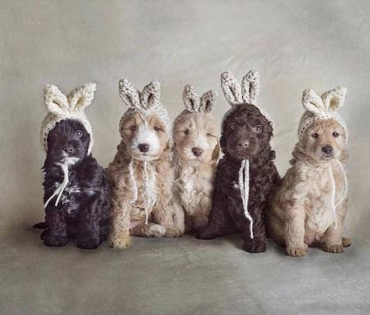 Dogs Hat Bunny Ears Crochet Pattern by Dogs And Hats