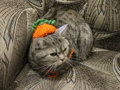 Cat Pumpkin Hat Crochet Pattern by Dasha House