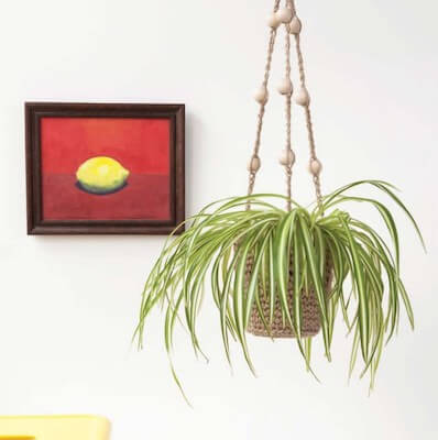 Jute Plant Hanging Holder Crochet Pattern by David And Charles