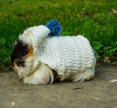 Crochet Guinea Pig Sweater Pattern by Lil Piggy Patterns