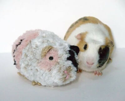 Guinea Pig Crochet Pattern by Knotted Faux