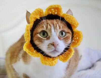 Crochet Cat Flower Headband Pattern by Pawsome Crochet