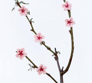 15 Crochet Tiny Flowers Patterns Crochet News