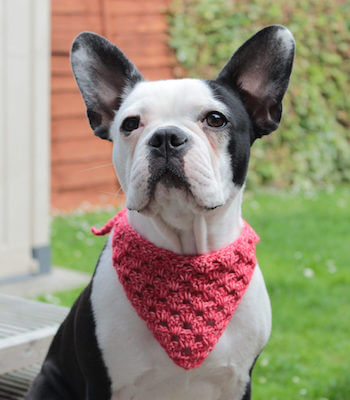 Crochet Roxy's Dog Bandana Pattern by Blue Star Crochet