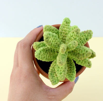 Free Sedum Adolphii Succulent Amigurumi Pattern by Ollie + Holly