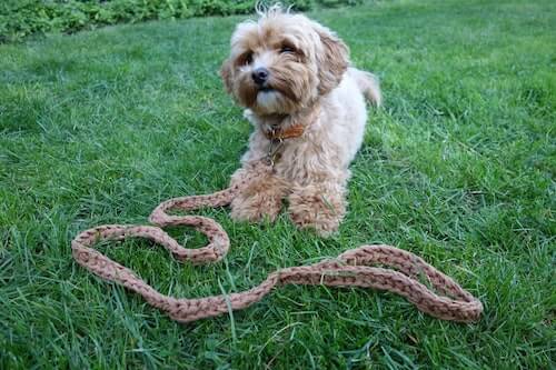 Crochet Chunky Dog Leash Pattern by Camexia Designs