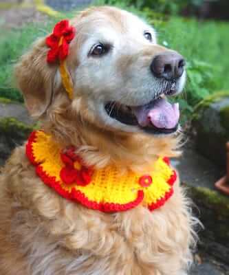 Crochet Dog Collar And Headband Pattern by Golden Lucy Crafts