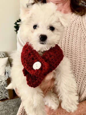 Crochet Dog Scarf Accessory Pattern by Cats Yarn Creations