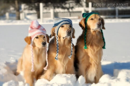 Crochet Doggie Hat Pattern by Jessie Plaskett