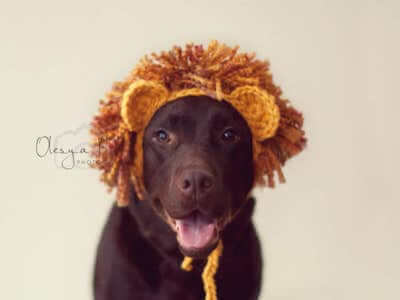 Crochet Dog Lion Hat Pattern by Cozy Things Patterns