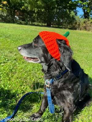 Crochet Pumpkin Hat For Dogs by Shooting Star Crafts