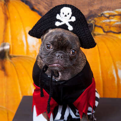 Crochet Puppy Pirate Hat Pattern by Red Heart