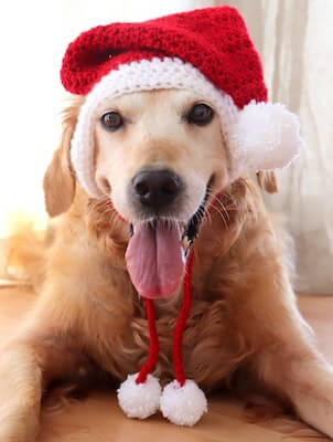 Crochet Santa Hat For Dogs by Pawsome Crochet