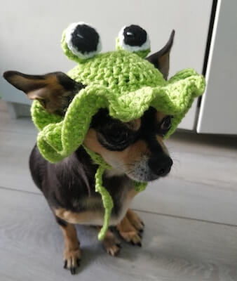 Crochet Small Pet Frog Hat Pattern by Knot Vivi