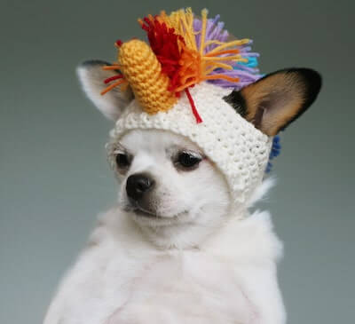 Crochet Unicorn Hat For Dogs by Because Of Crochet