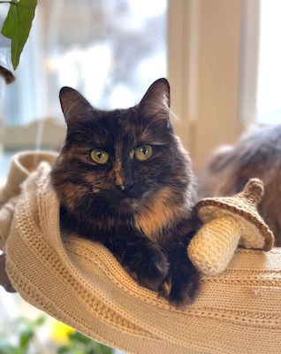 Crochet Mushroom Cat Toy Pattern by Creatrix In The Matrixx