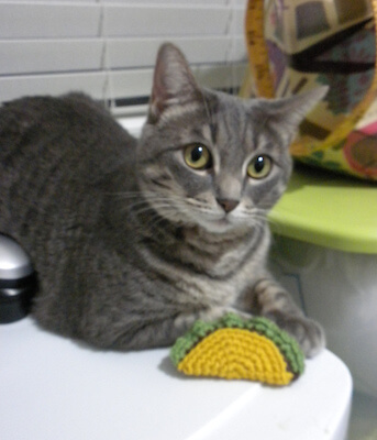 Crochet Taco Cat Toy Pattern by Kristen Stevenson
