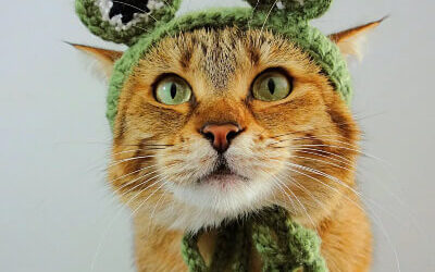 10 Frog Hat for Cat Crochet Patterns